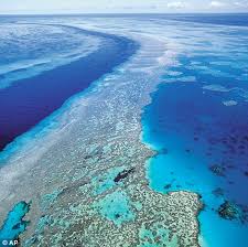 Image result for coral reef barrier
