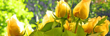 Resultado de imagen de flores amarillas