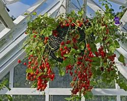 Image of Hanging basket with cherry tomatoes