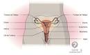 Fleurcup est une coupelle menstruelle - ou coupe menstruelle - une