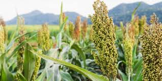 Image result for tanaman sorgum
