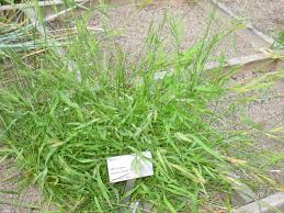 Tập tin:Brachypodium distachyon - Oslo botanical garden - IMG 8874.jpg – Wikipedia tiếng Việt