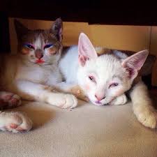 /></p> <p>*****</p> <p>Just when you thought it was safe to turn on your TV----You will be totally SHOCKED!!!, YES SHOCKED!!!!....to see that Dell Computers has returned!</p> <p> </p> <p><img src=