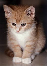 Hasil gambar untuk gambar kucing