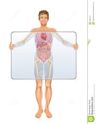 Resultado de imagen para cuerpo humano