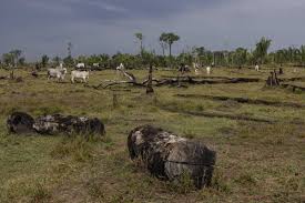 Amazonia