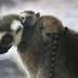 Toledo Zoo welcomes adorable primate offspring