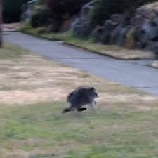 Meet Jimothy, the Seattle Raccoon Who Is Taking Over the Internet