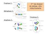 Chromatide pdia