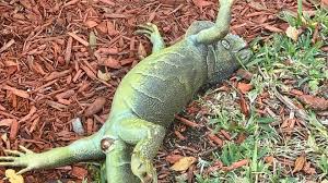 Florida's cold snap killed iguanas, slowing their expansion into Brevard