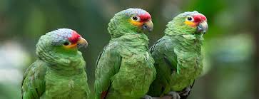 Hasil gambar untuk animal