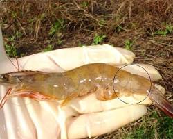 Hình ảnh về Shrimp affected by Vibrio disease