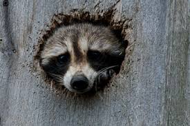 Résultats de recherche d'images pour « PHOTO RATON LAVEUR »