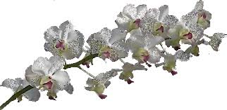 Rsultat de recherche d'images pour "branche de fleurs"