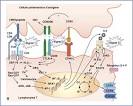 Immunosuppresseurs slectifs - Traitements mdicaments