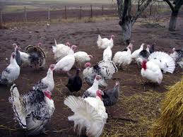 Картинки по запросу індюки