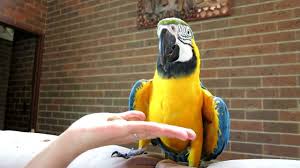 Image result for baby macaw parrot for sale