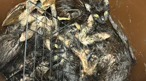 Surrey - This is the horrific state 23 cats were left in by a callous Epsom woman. Vets who treated the pets trapped inside a wheelie bin said those at the bottom