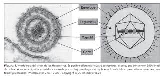 Resultado de imagen para virus estructura y caracteristicas
