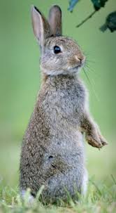 Image result for RABBIT