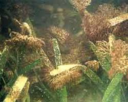 Image of Red algae in seagrass beds