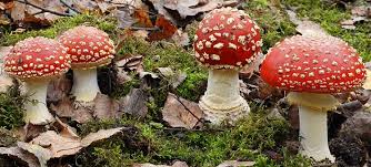 Roter Fliegenpilz (Amanita muscaria) - www. - fliegenpilz