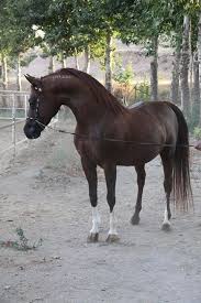 Image result for IRAN HORSES