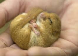 images?q=tbn:ANd9GcQ1c3_t1EJ4rSNtPHocKQezS1coRlLgbG0ltSvosfFOZ1YMLLBVo3H9mZx_