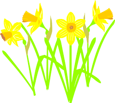 Image result for spring daffodil cartoon