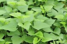 Image result for SweetPotatoLeaves