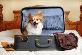 Image result for traveling with pets