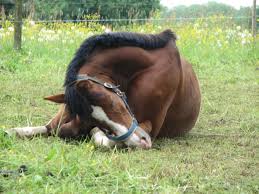 Image result for caballos con colico