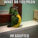 2 parrots singing and talking parrots funny <?=substr(md5('https://encrypted-tbn3.gstatic.com/images?q=tbn:ANd9GcQ2-YOOr6qucZEyMXAMdYqr7iASZ3dggXKUx5eDfgAefGC96oRvhG4oNA'), 0, 7); ?>