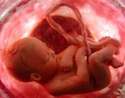 Image result for pembentukan janin sehat