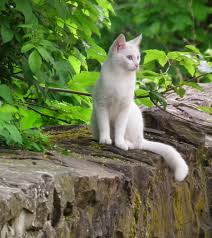 Bildergebnis für weiße katze
