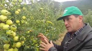 elma gübreleme ile ilgili görsel sonucu