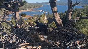 Big Bear Bald Eagles Jackie and Shadow Lose Eggs