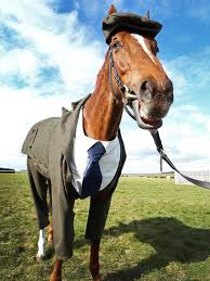 Image result for HORSE