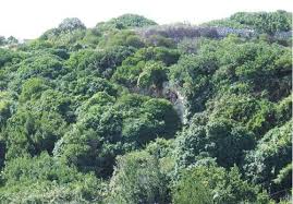 Image result for organisms and their environment