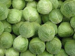 Image result for cabbage pics
