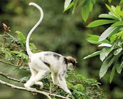 Image result for sinharaja forest details sinhala