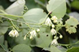 Image result for Adenia cissampeloides