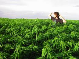 Resultado de imagen de Legalization