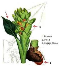 Resultado de imagen de RIZOMA DE CURCUMA