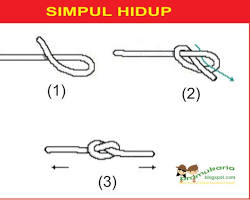 Gambar gambar simpul hidup pramuka