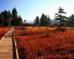 Cranberry Glades, West Virginia