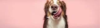 Hundefutter-Test: Discounter schlägt teure Marken!