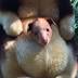 First tree kangaroo born at Perth Zoo in 36 years
