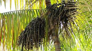 Agrofloresta transforma produção de dendê no Pará