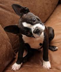 boston terrier ile ilgili görsel sonucu